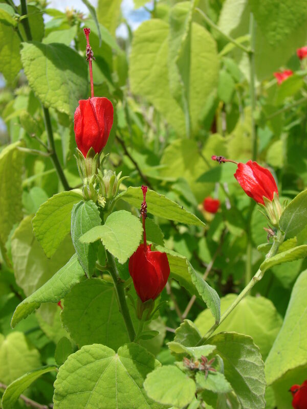 Malvaviscus arboreus (Turk's Cap) with drooping red flowers