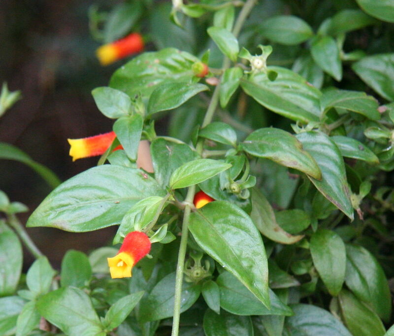 Manettia inflata (Firecracker Plant) with tubular red and yellow flowers