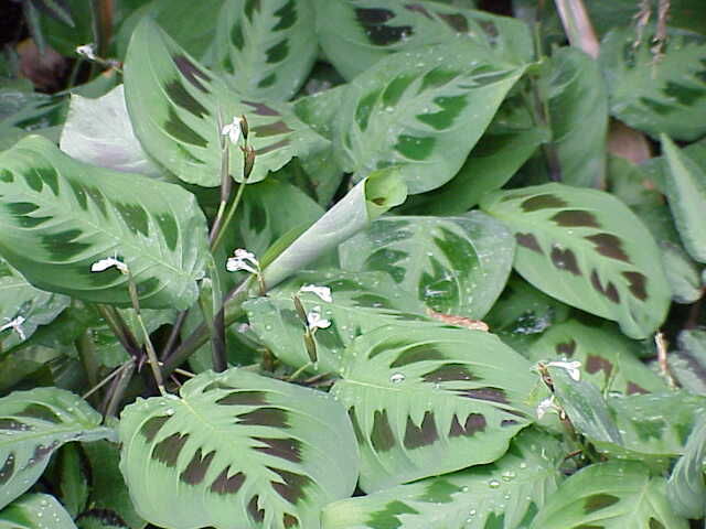 Maranta leuconeura (Red Nerve Plant) showing distinctive red veins on dark green leaves