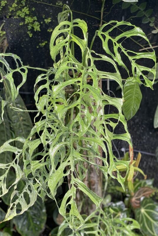 Monstera obliqua (Window Leaf) with heavily perforated leaves