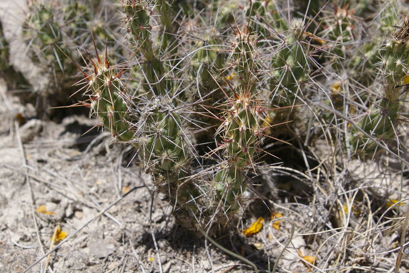 Opuntia vilis plant