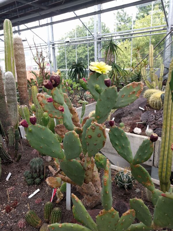 Opuntia vulgaris plant