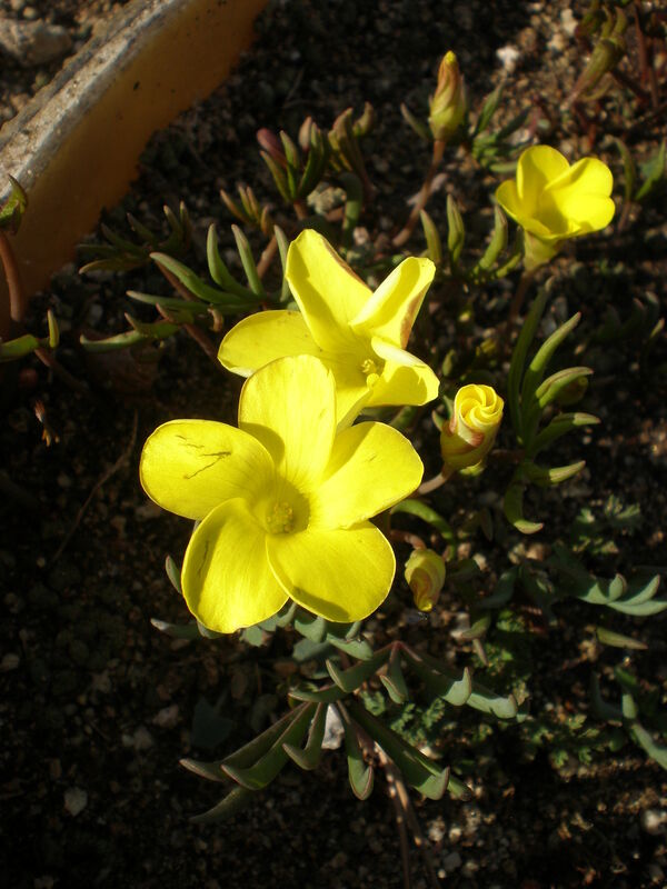 Oxalis flava plant