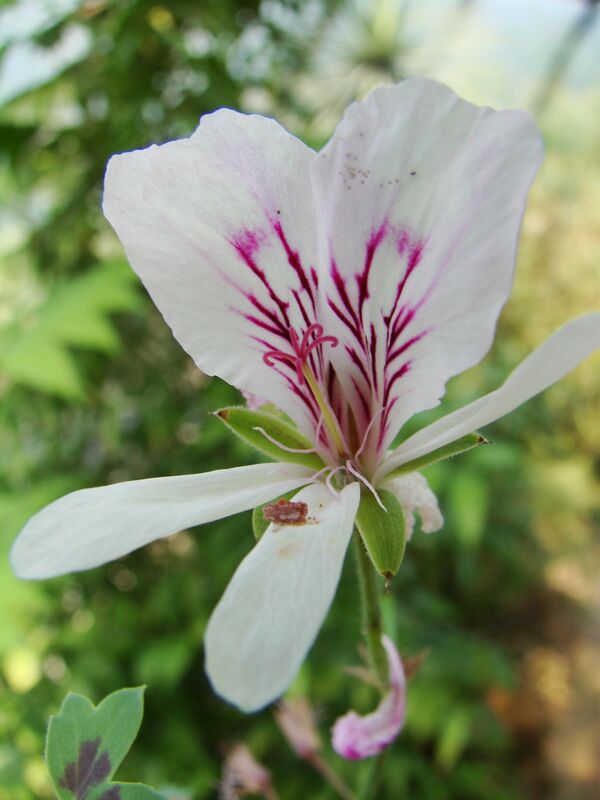 Pelargonium grandiflorum plant