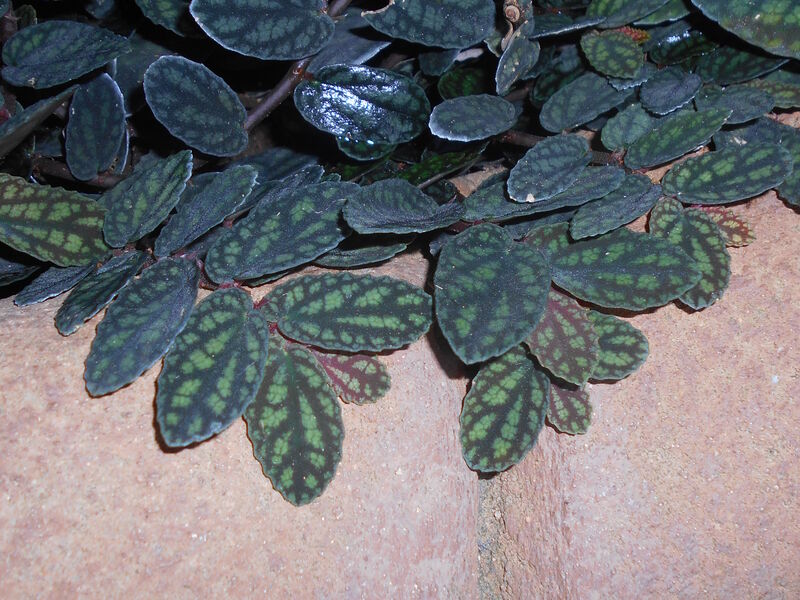 Pellionia pulchra plant