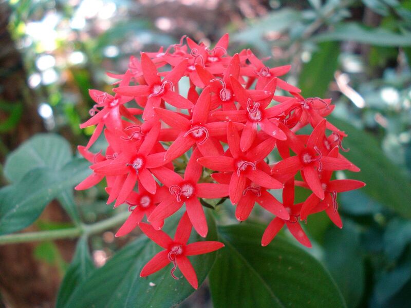 Pentas lanceolata plant