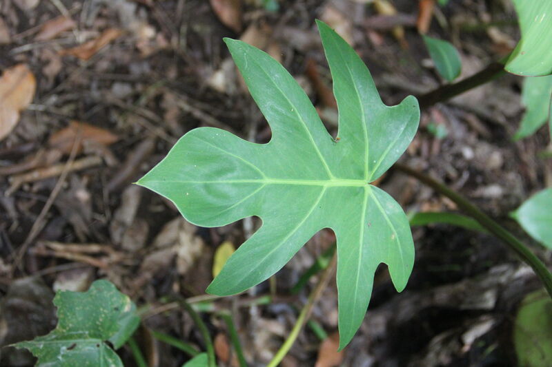 Philodendron bipennifolium Fiddle-Leaf Philodendron showing distinctive violin-shaped leaves