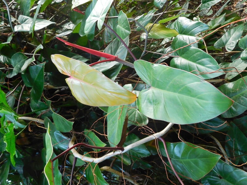 Philodendron erubescens plant with dark green arrow-shaped leaves and reddish undersides