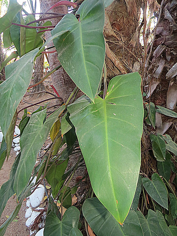 Philodendron hederaceum Heartleaf Philodendron with glossy heart-shaped leaves trailing down