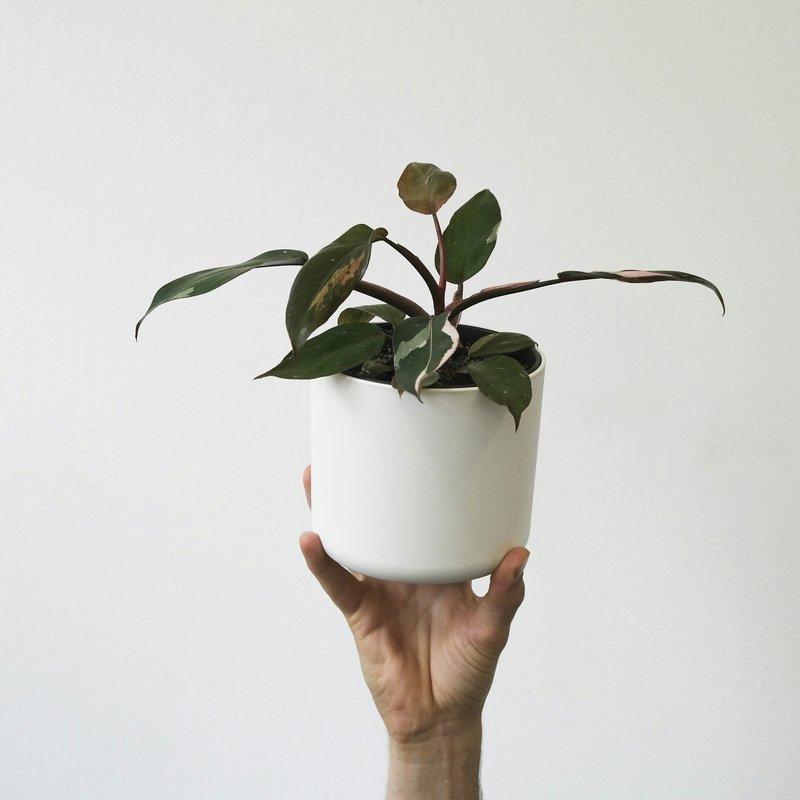 Philodendron Pink Princess