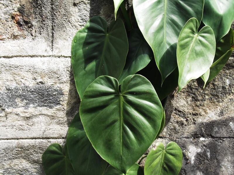 Philodendron scandens oxycardium climbing with glossy deep green heart-shaped leaves and aerial roots
