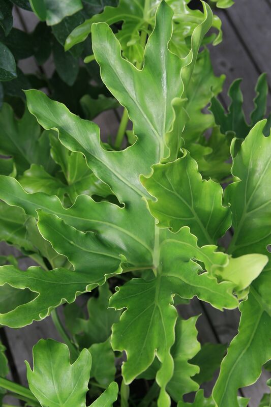 Philodendron selloum with large deeply lobed tropical leaves spreading from a central trunk