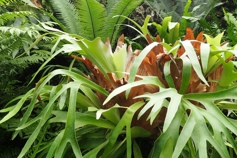 Platycerium bifurcatum (Staghorn Fern)
