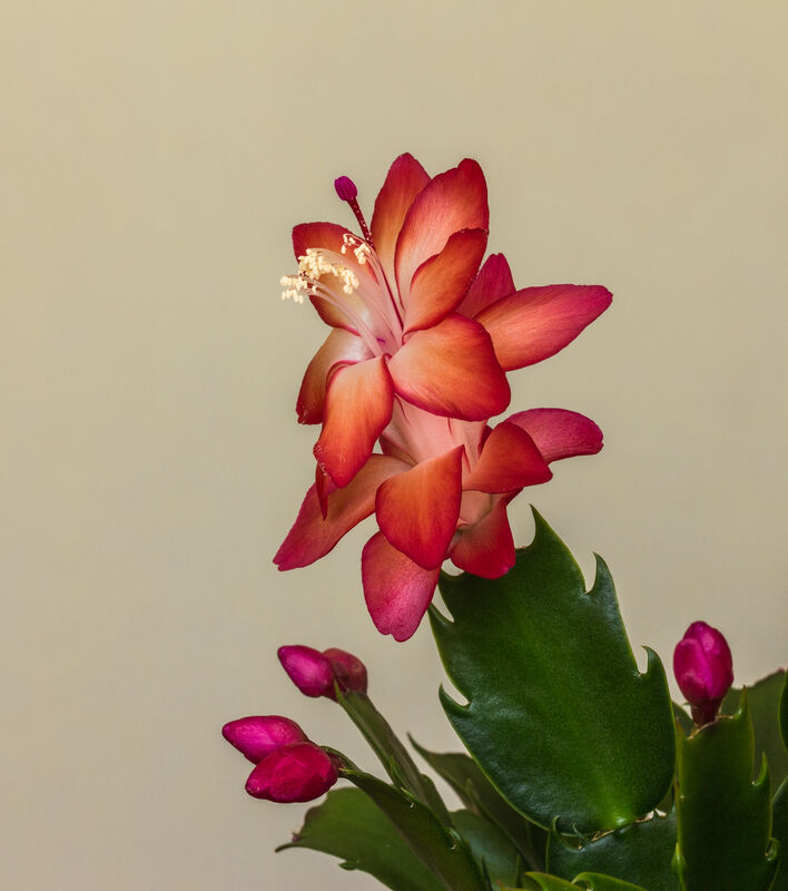 Schlumbergera bridgesii Christmas Cactus flowering houseplant