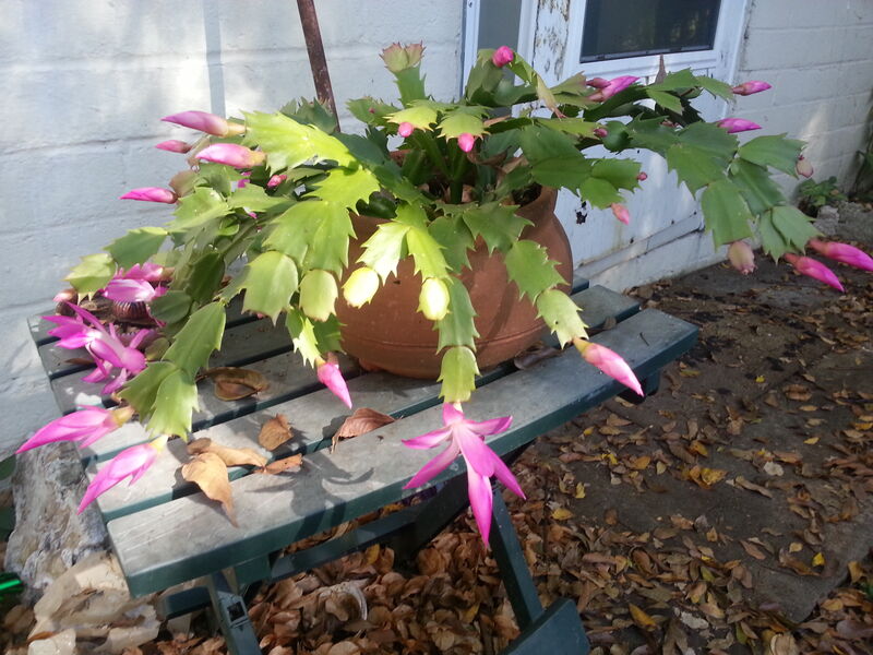Schlumbergera truncata Thanksgiving Cactus with claw-shaped stem segments