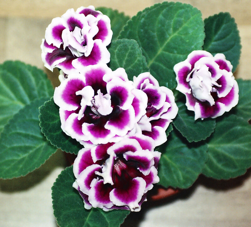 Sinningia speciosa plant