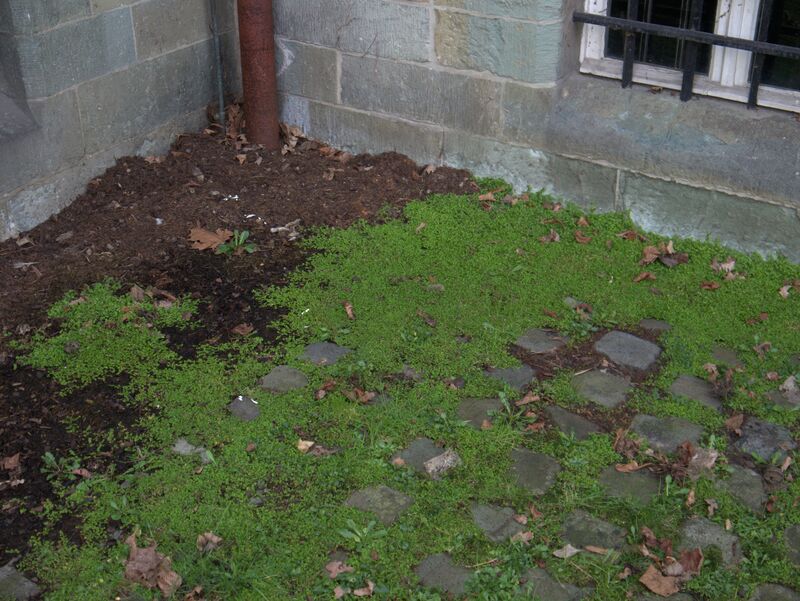 Soleirolia soleirolii plant