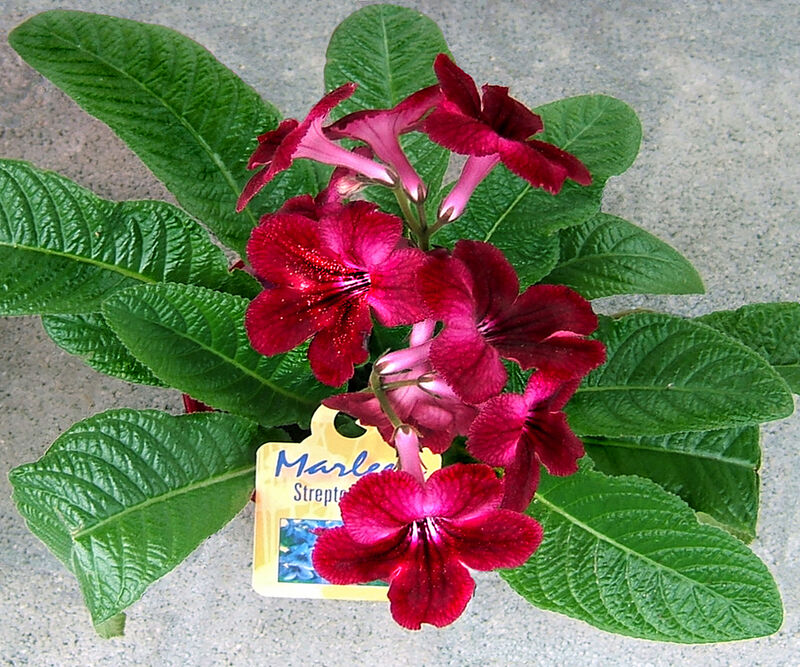 Streptocarpus hybridus plant