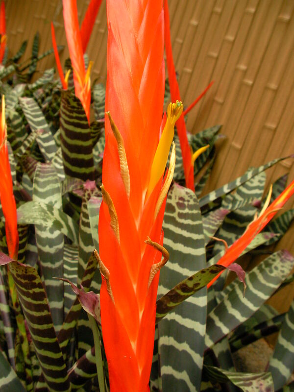 Vriesea splendens plant